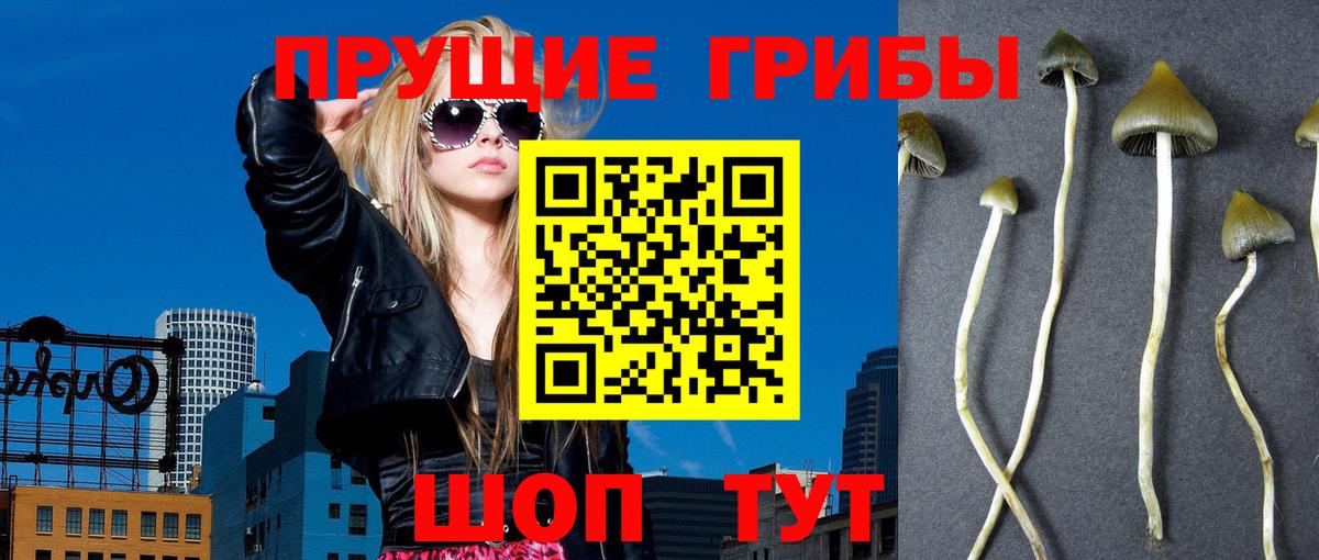 Псилоцибиновые грибы GOLDEN TEACHER  Псилоцибиновые грибы мицелий  Михайловск  Вход с VPN 